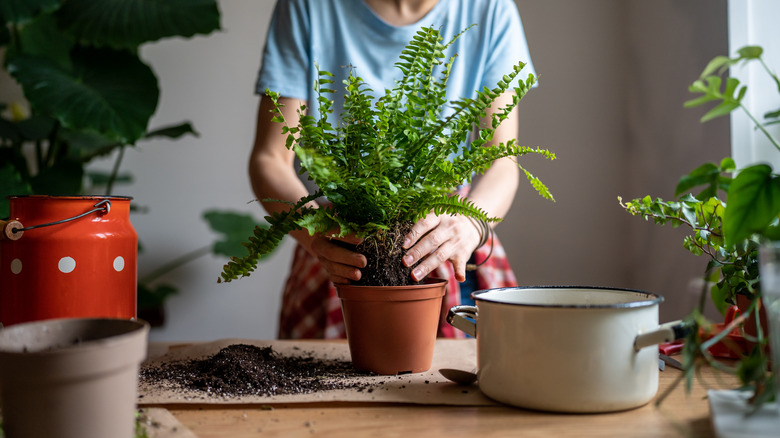 Woman tending to indoor fern