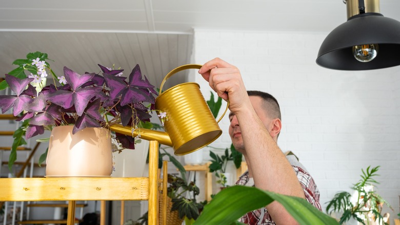 man watering houseplants