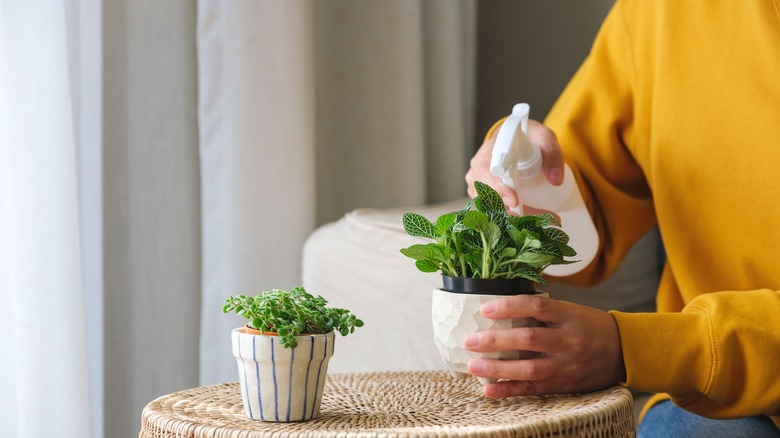 Person sprays indoor potted plants