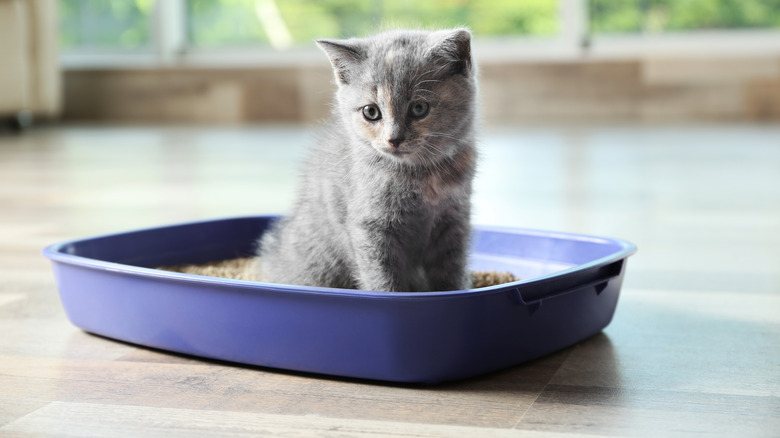 cat in a litter box 