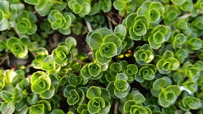 Sedum spurium or Phedimus spurius