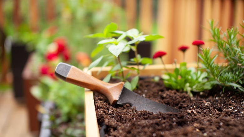 garden bed with hand shovel