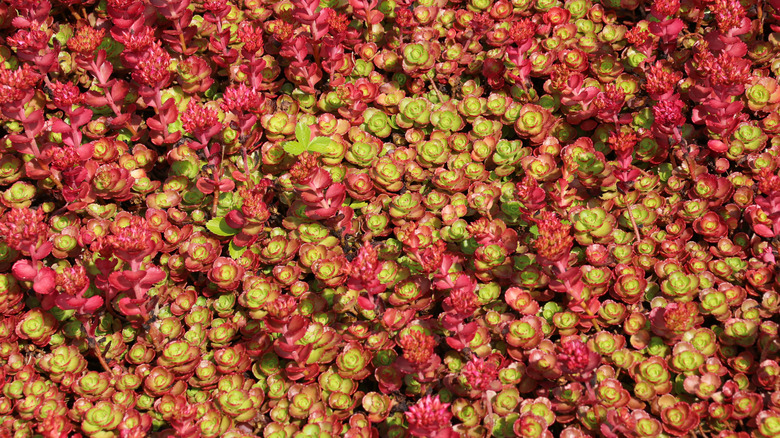 Sedum spurium 'Red Carpet'