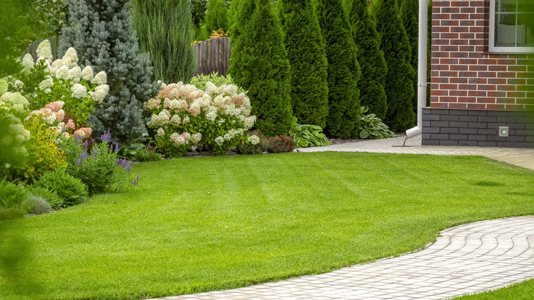 Lawn with shrubs and trees