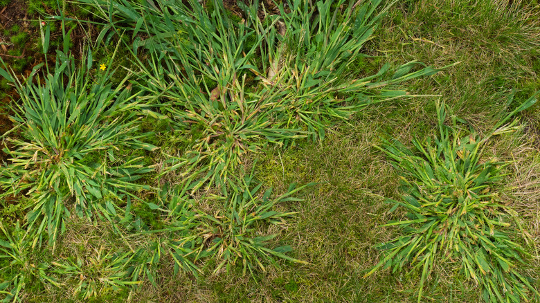 crabgrass invading lawn