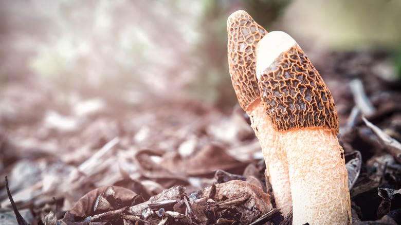 stinkhorn growing in mulch