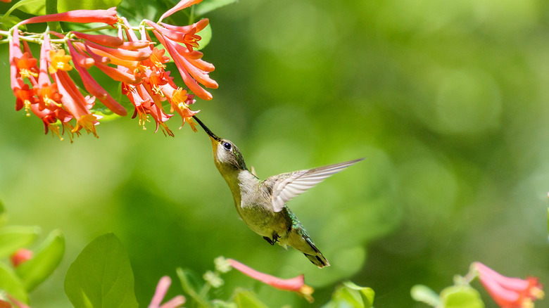 hummingbird at trumpet honeysuckle