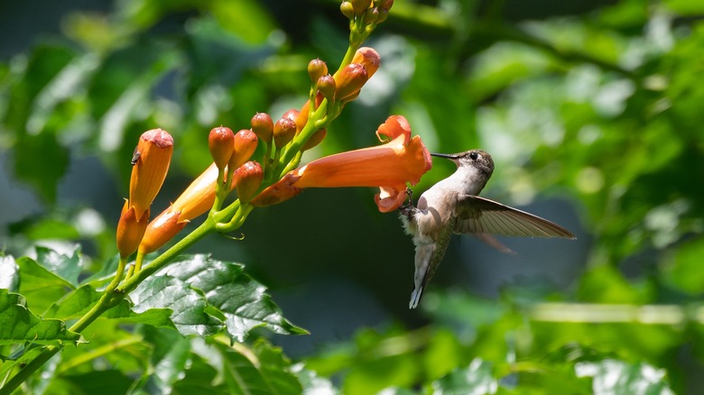 hummingbird and trumpet vine