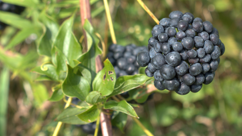 carrion flower berries