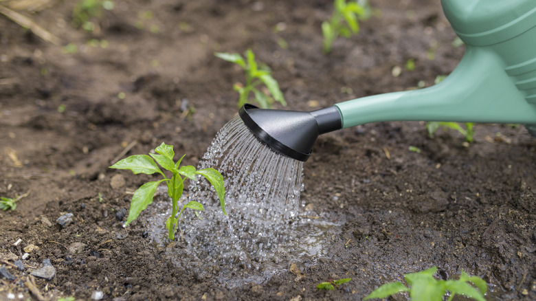 watering soil around plants