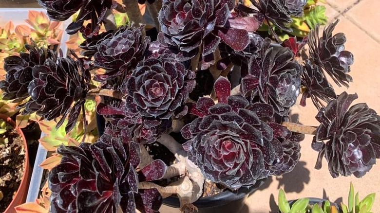 black rose succulent bush planted outside