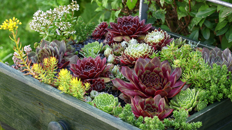 succulent garden in a variety of colors