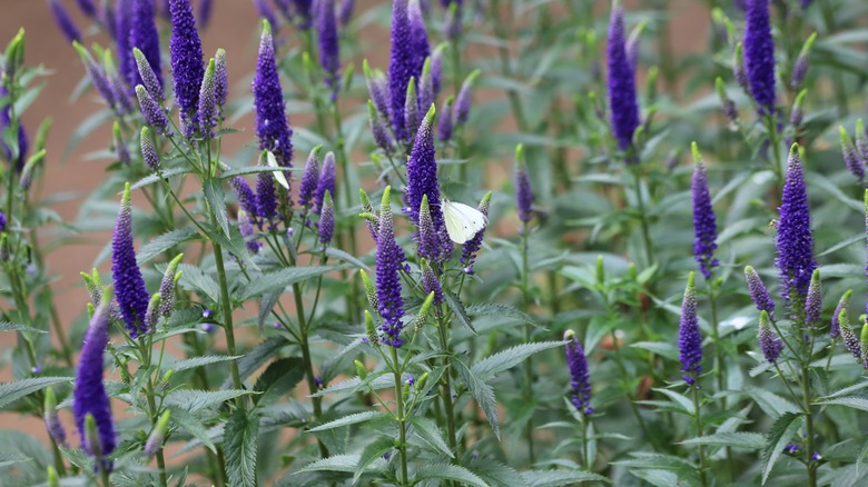 Butterflies on spiked speedwell blooms