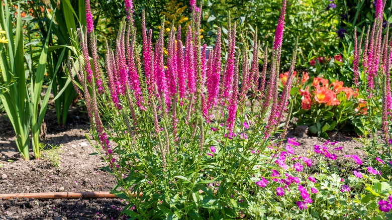 Pink blooms of spiked speedwell