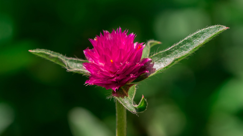 Knautia flower blooming