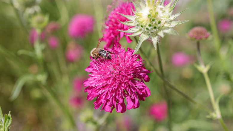 Knautia flowers in bloom