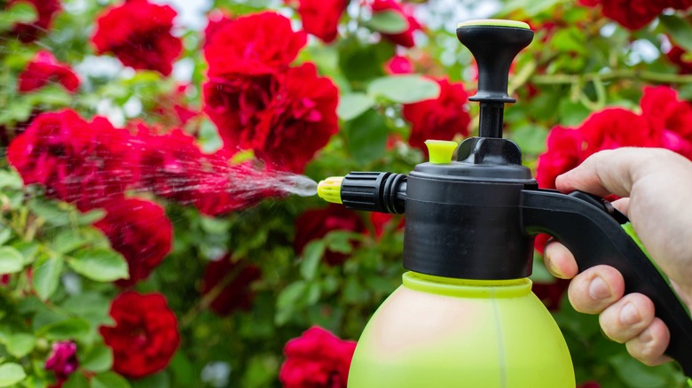 applying foliar spray to roses