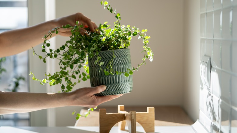 Holding houseplant