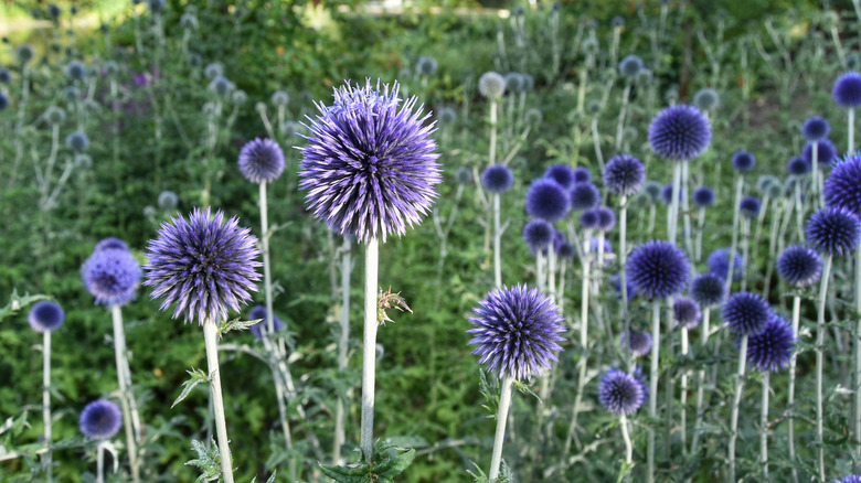 pretty globe thistle Echinops bannaticus)