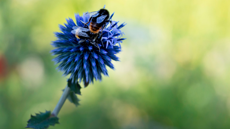 globe thistle bee Echinops bannaticus