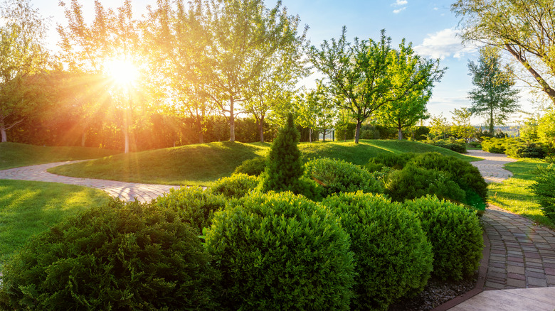 Garden with English boxwood