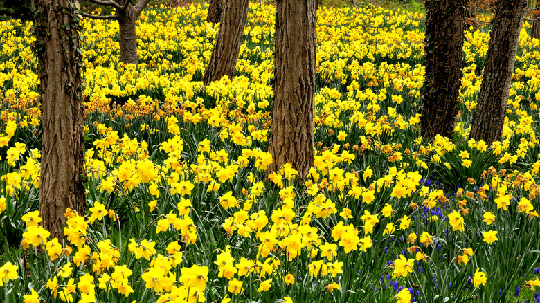 Daffodils growing under trees