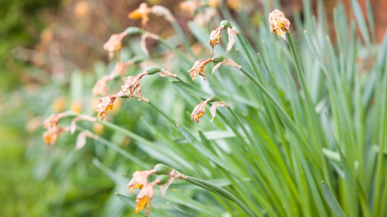 Dying daffodils