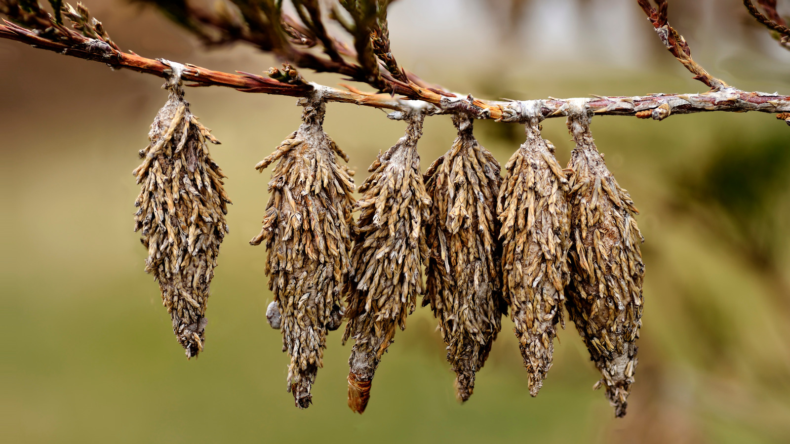 This Popular Tree Is A Bagworm Magnet And You May Want To