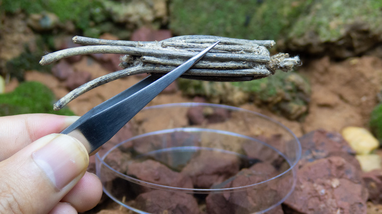 Person holding bagworm cocoon with tweezers