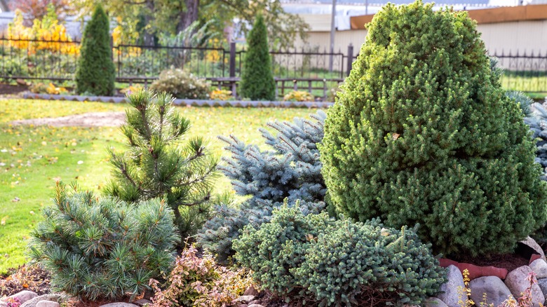 Juniper tree with other shrubbery