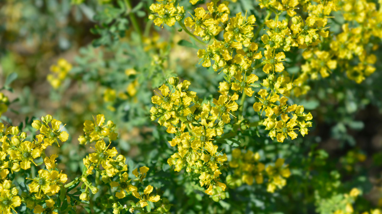 Flowering rue plants