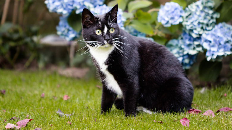 Black and white cat in a garden