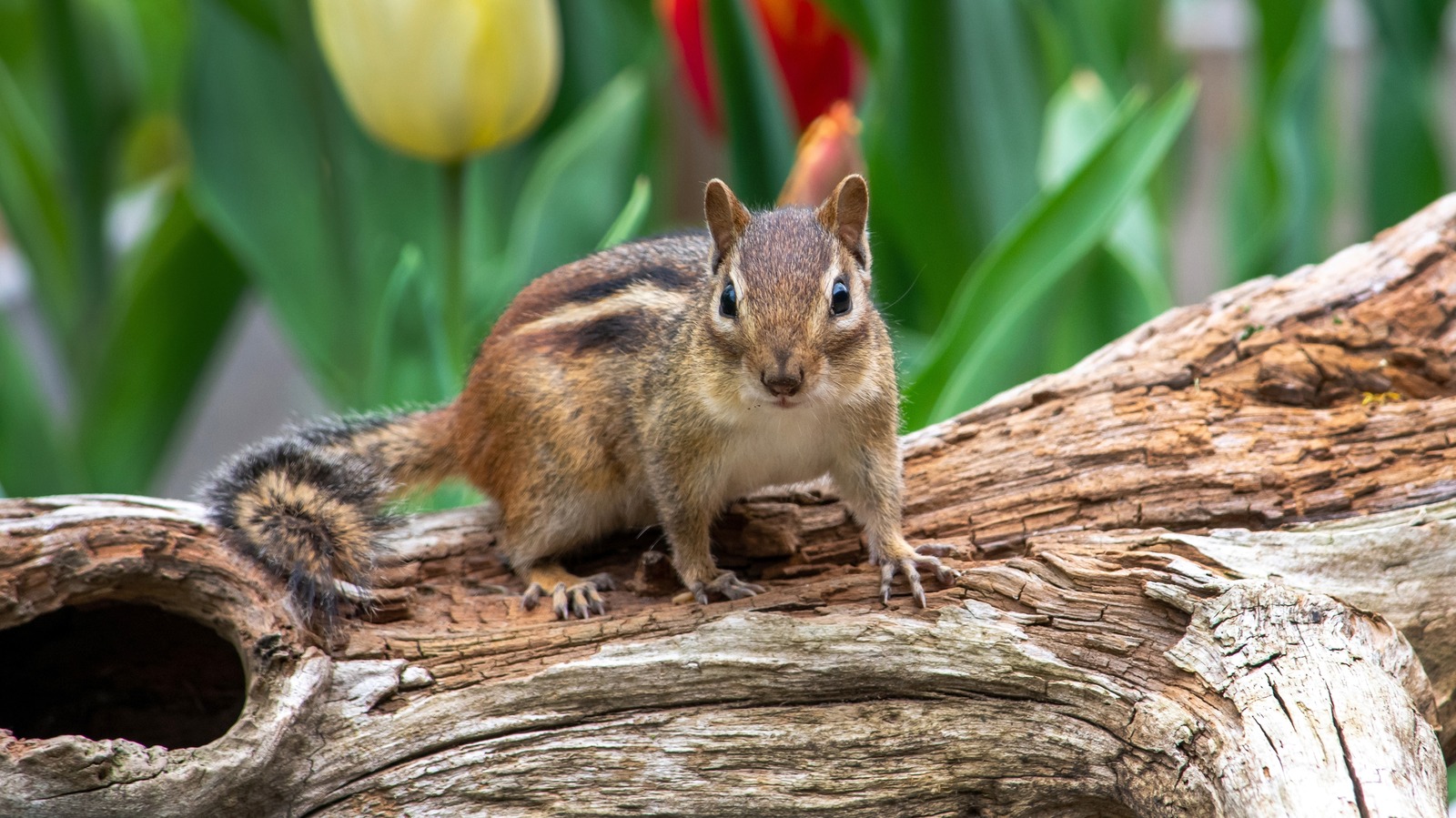 Ammonia Is Said To Repel Chipmunks, But It Could Harm Pets And Kids