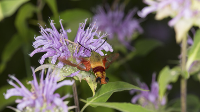 hummingbird moth on mondarda