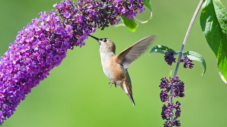 hummingbird drinking from purple flowers