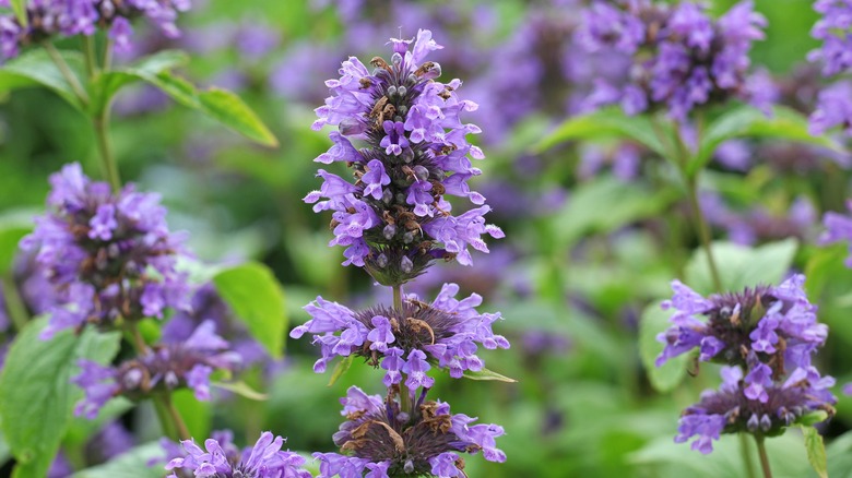 purple anise hyssop flowers