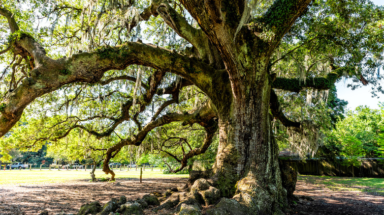 Large oak tree