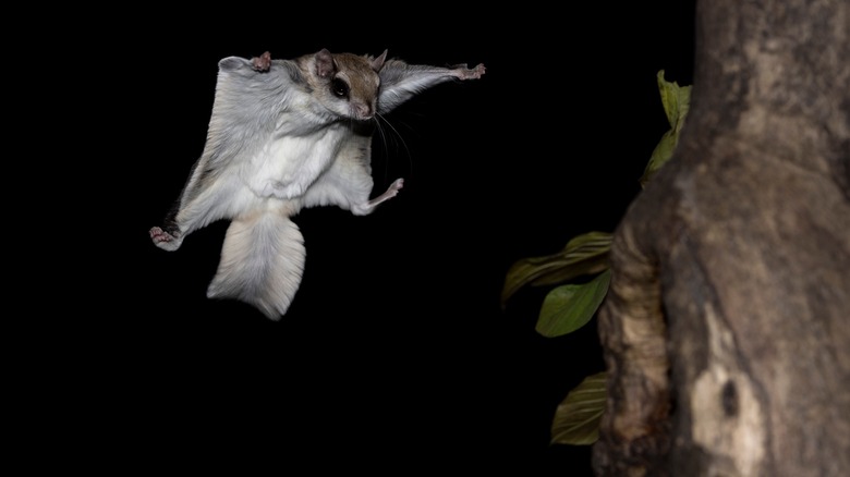 Flying squirrel gliding toward tree