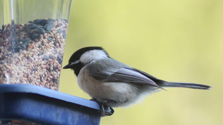 Bird eating from feeder