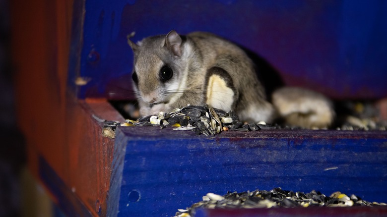 Flying squirrel eating bird seed