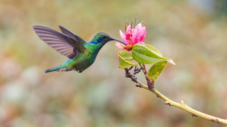 Hummingbird at pink flower