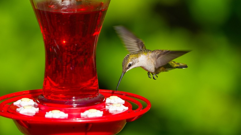 Hummingbird at the red nectar feeder