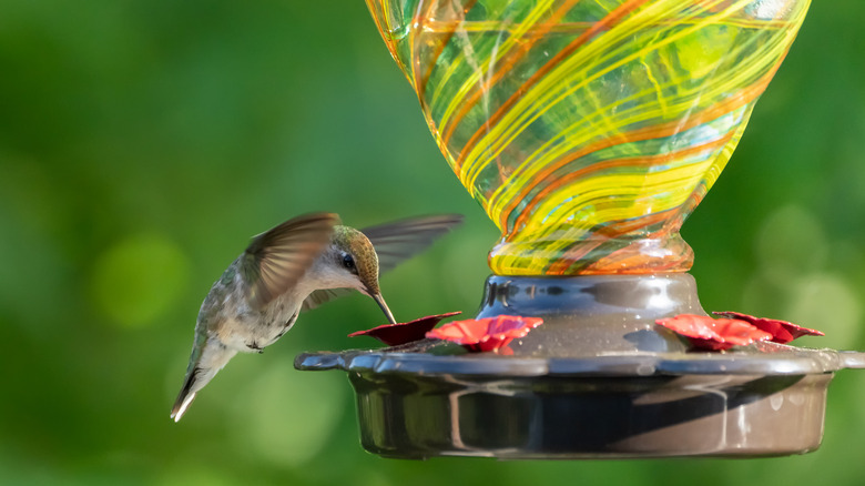 Hummingbird at the glass bird feeder