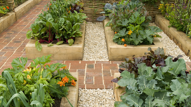 vegetable garden