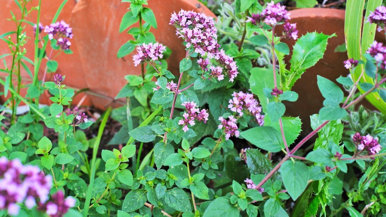 pink flowering oregano plants