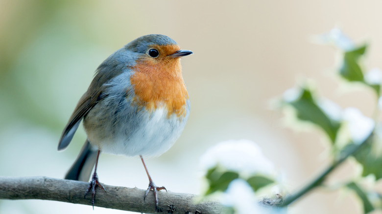 Bird on branch