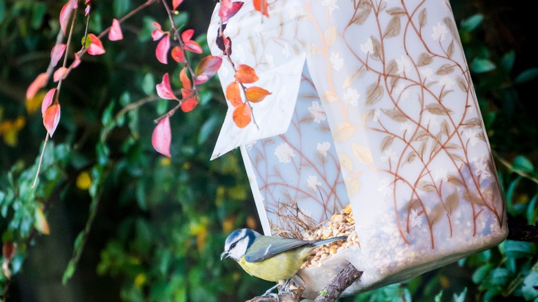 DIY bottle bird feeder
