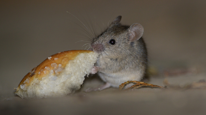 Mouse eating bread