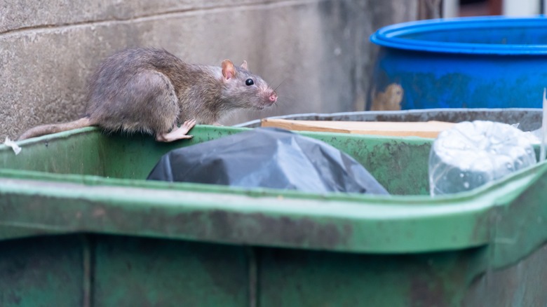 rat in garbage can