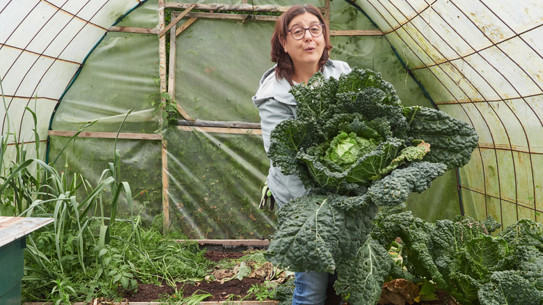 woman harvesting cabbage in greenhouse